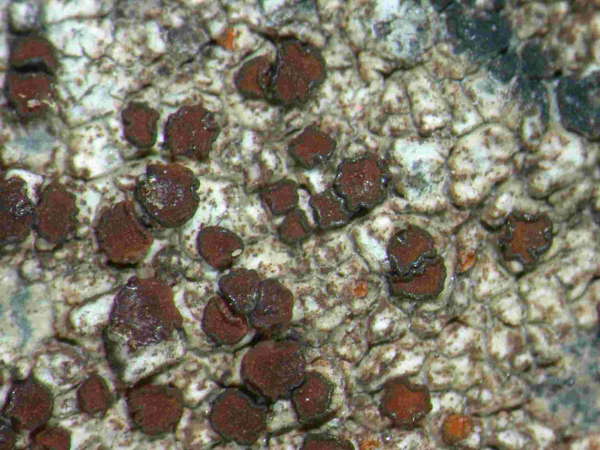 [Caloplaca crenularia]